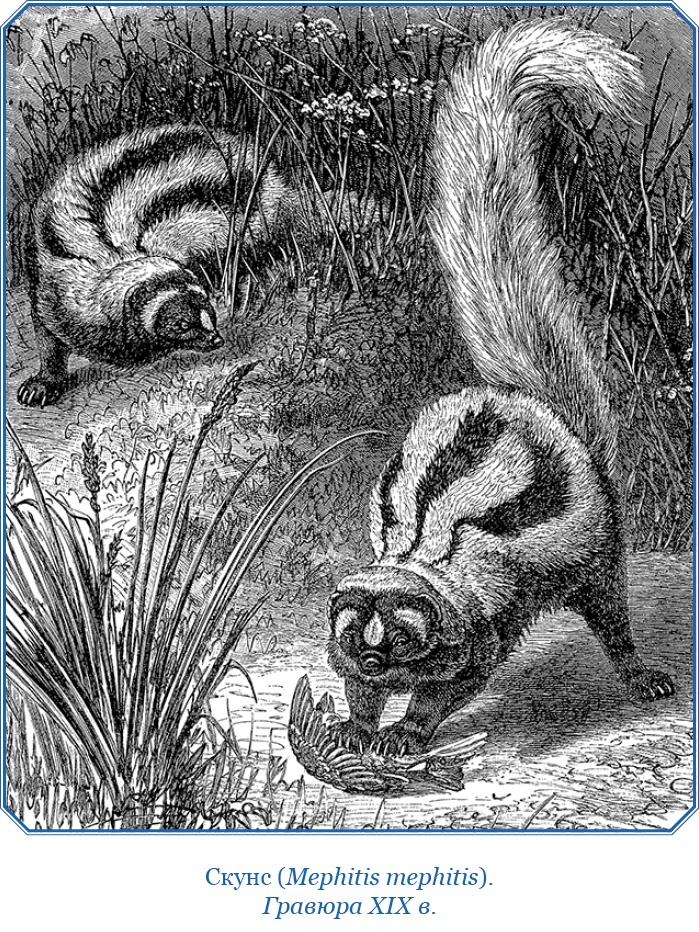 Путешествие вокруг света на корабле «Бигль»