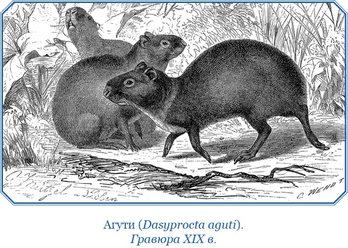 Путешествие вокруг света на корабле «Бигль»