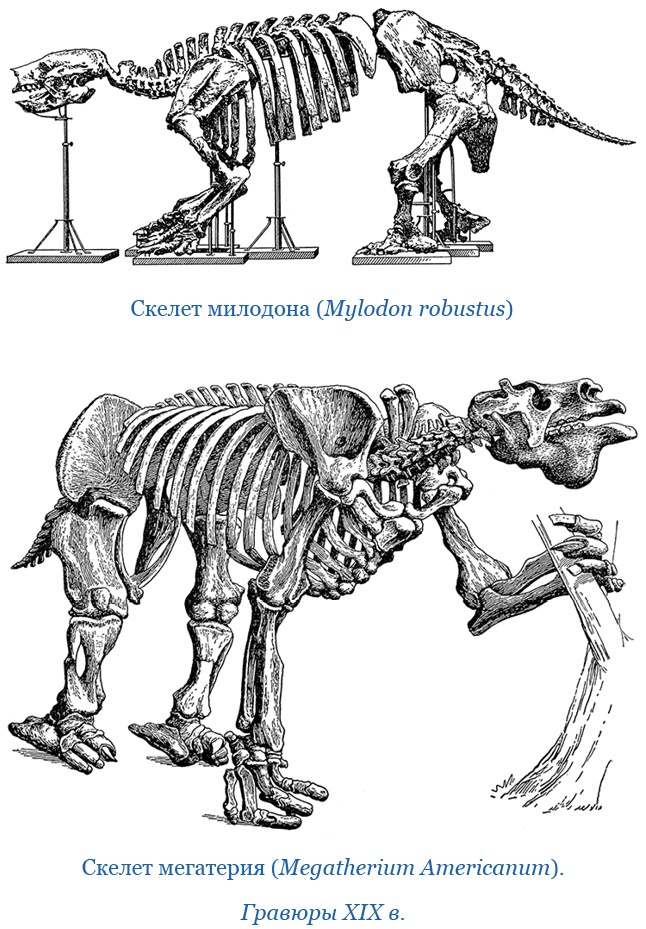 Путешествие вокруг света на корабле «Бигль»