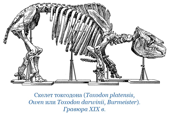 Путешествие вокруг света на корабле «Бигль»