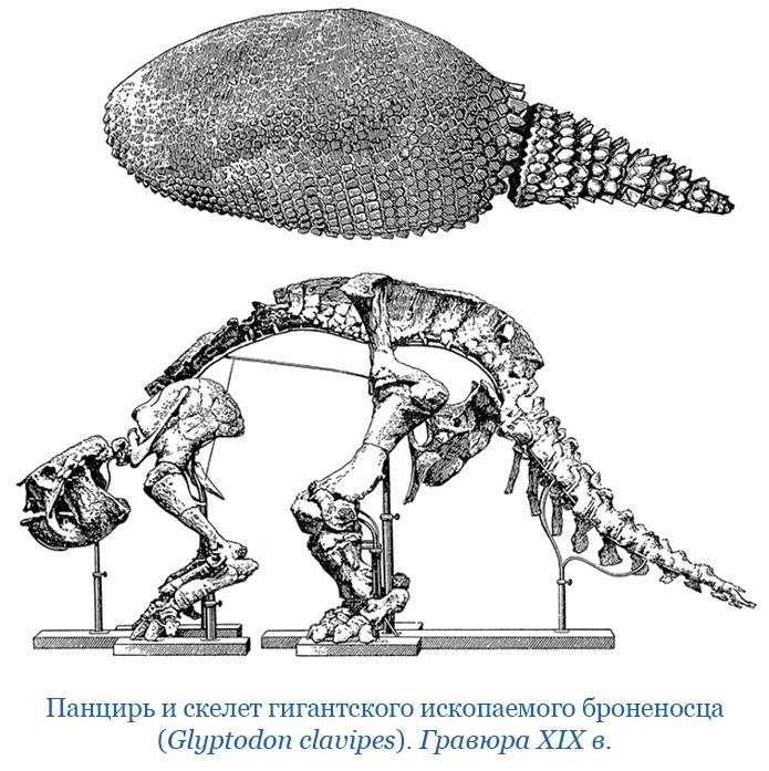 Путешествие вокруг света на корабле «Бигль»