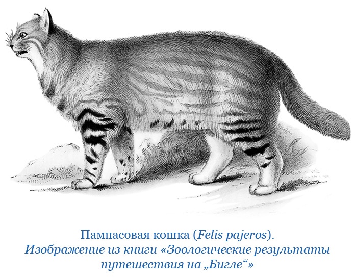 Путешествие вокруг света на корабле «Бигль»