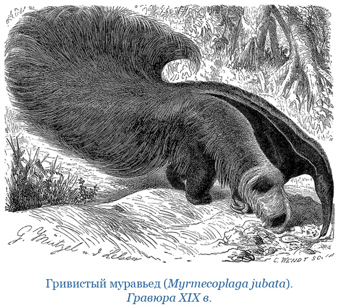 Путешествие вокруг света на корабле «Бигль»