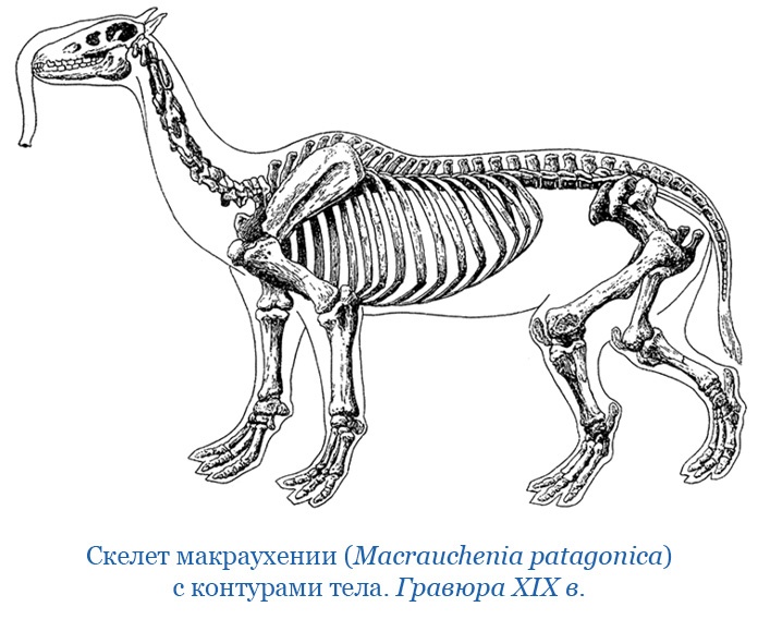 Путешествие вокруг света на корабле «Бигль»