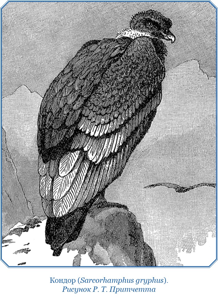 Путешествие вокруг света на корабле «Бигль»