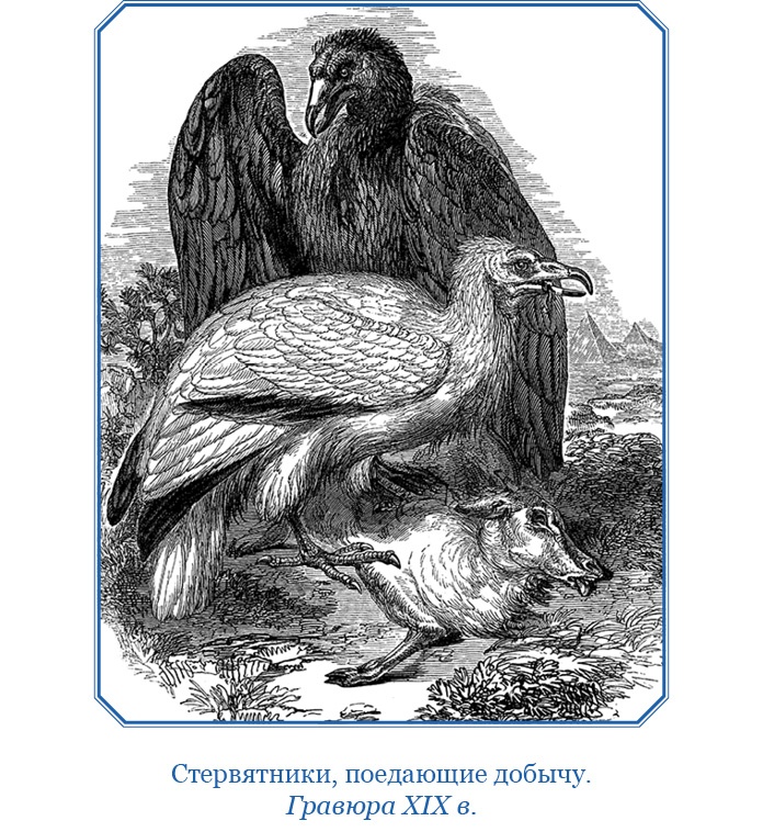 Путешествие вокруг света на корабле «Бигль»