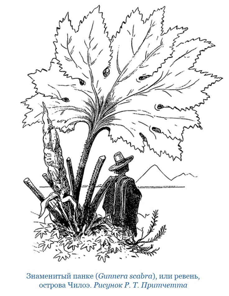 Путешествие вокруг света на корабле «Бигль»