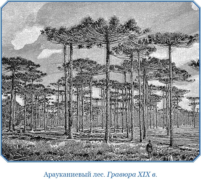 Путешествие вокруг света на корабле «Бигль»