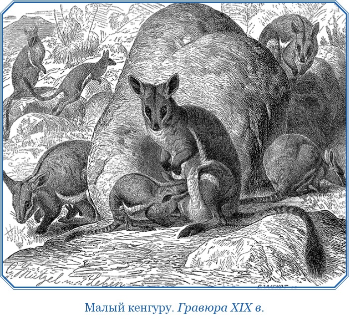 Путешествие вокруг света на корабле «Бигль»