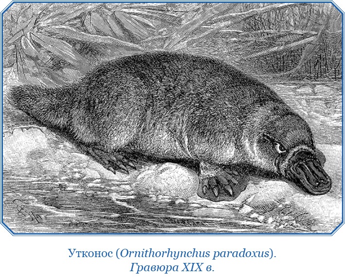 Путешествие вокруг света на корабле «Бигль»