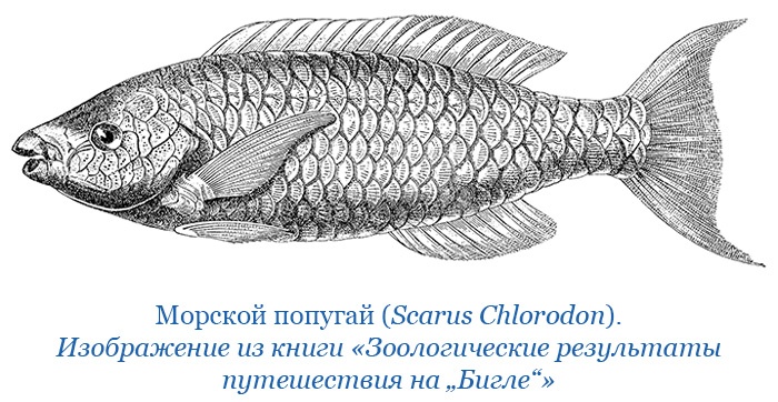 Путешествие вокруг света на корабле «Бигль»