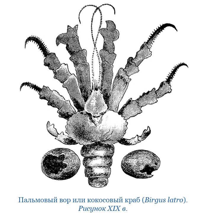 Путешествие вокруг света на корабле «Бигль»