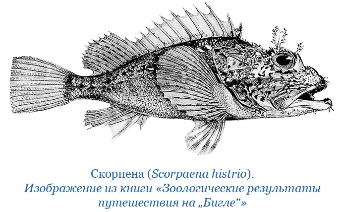Путешествие вокруг света на корабле «Бигль»