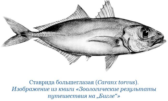 Путешествие вокруг света на корабле «Бигль»
