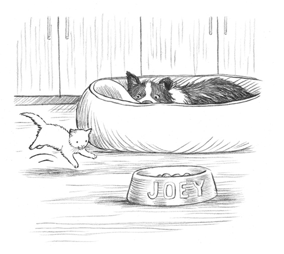 Энджел. Котенок обретает дом Энджел. Котенок обретает дом