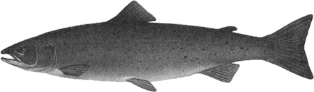 Путешествие по всему миру на "Буссоли" и "Астролябии"