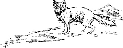 Гуд бай, Арктика!..