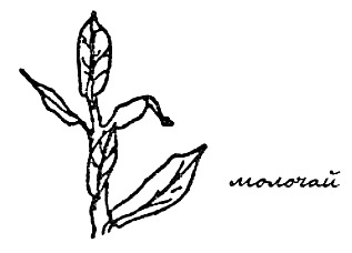 Моя сторона горы Моя сторона горы