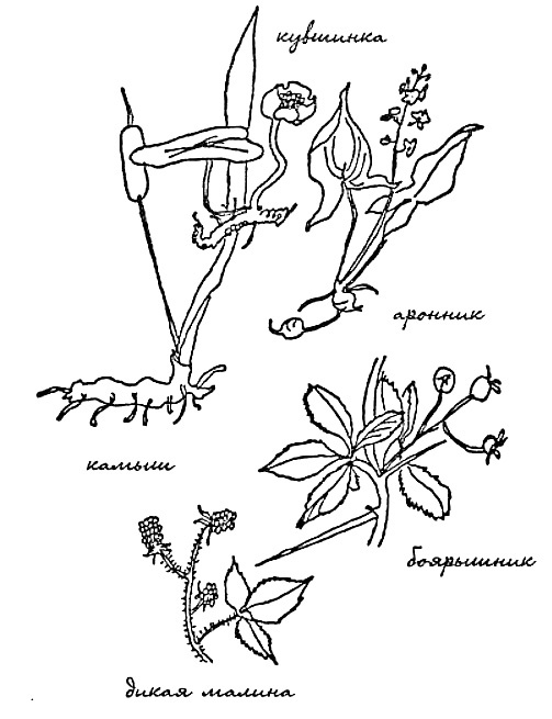 Моя сторона горы Моя сторона горы