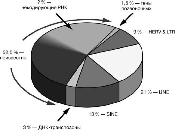 Таинственный геном человека