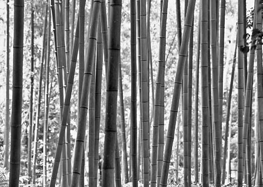 Обнаженный оратор. Дао презентации Обнаженный оратор. Дао презентации