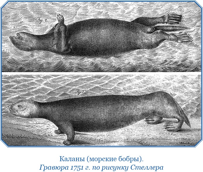 Камчатские экспедиции
