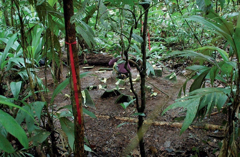 Потерянный город Обезьяньего бога