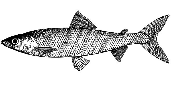 Васюткино озеро. С вопросами и ответами для почемучек Васюткино озеро. С вопросами и ответами для почемучек