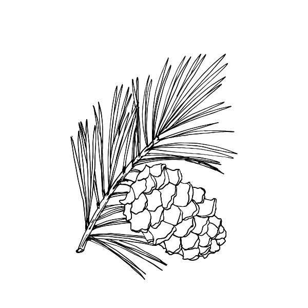 Васюткино озеро. С вопросами и ответами для почемучек Васюткино озеро. С вопросами и ответами для почемучек