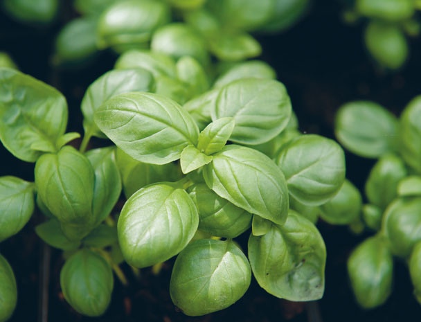 Лагом. Шведские секреты счастливой жизни