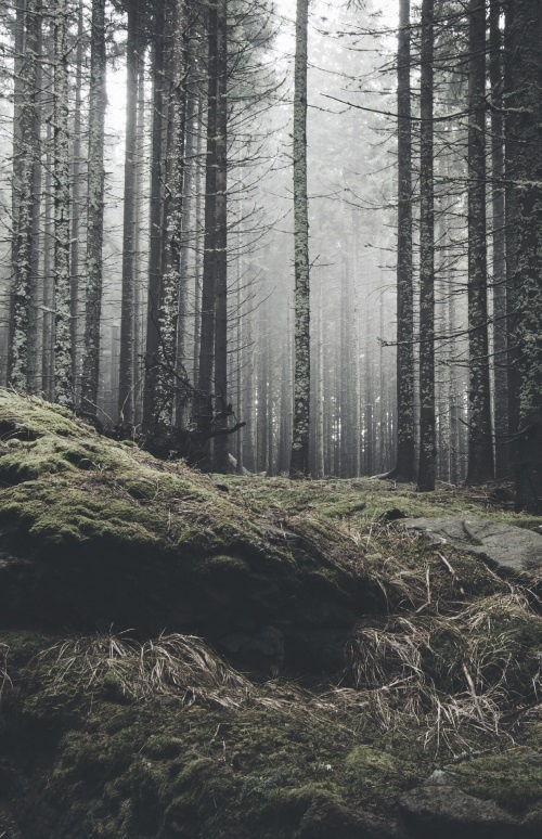 Волк. Размышления о главном