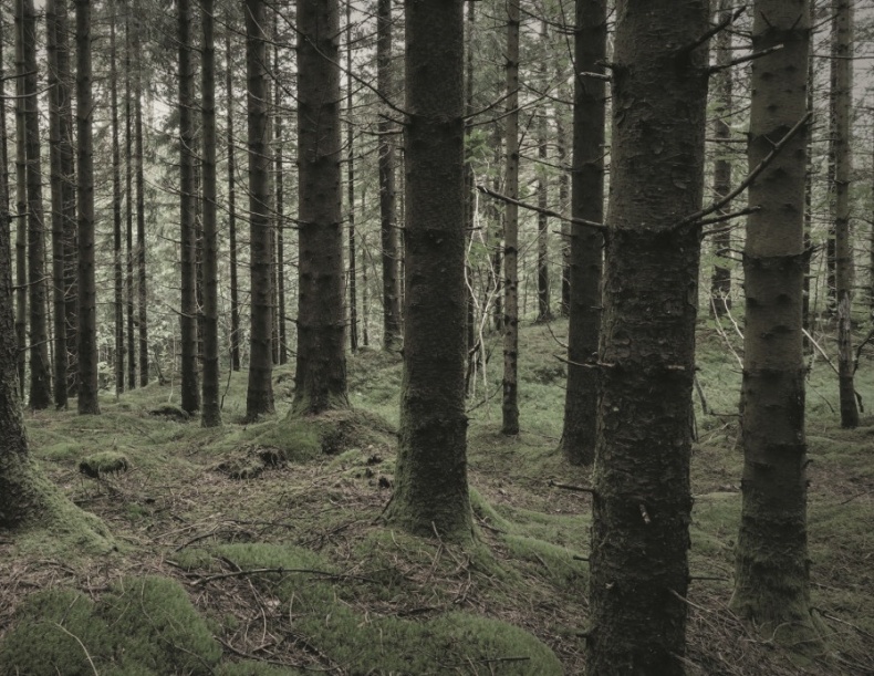 Волк. Размышления о главном