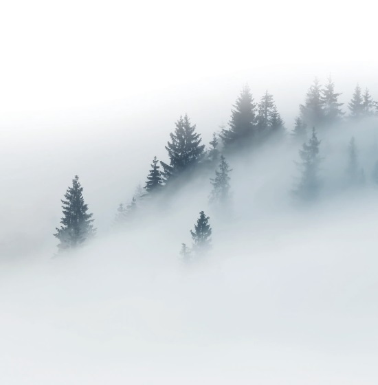 Волк. Размышления о главном