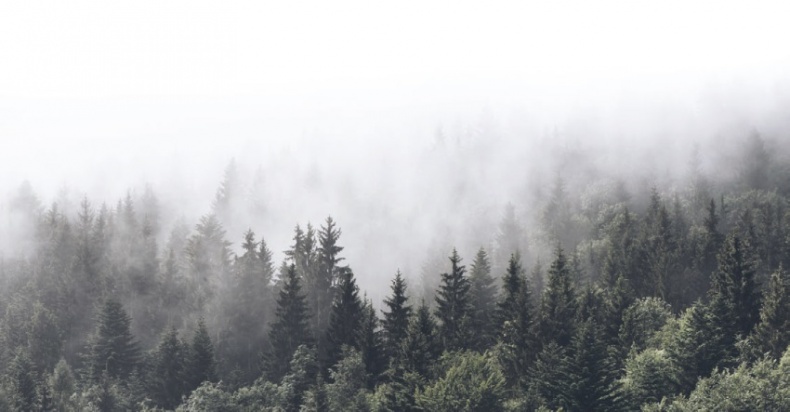 Волк. Размышления о главном