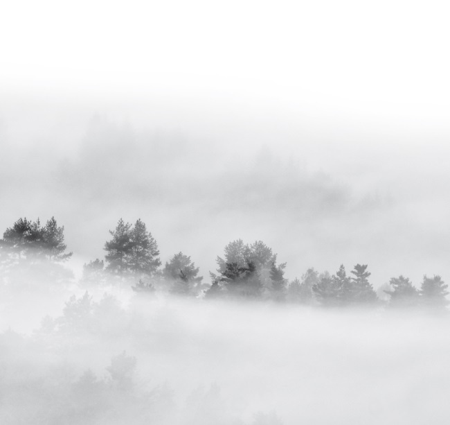 Волк. Размышления о главном