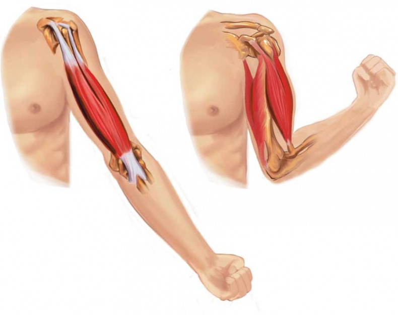 Йога-анатомия. Как работают асаны для здоровья и стройности тела