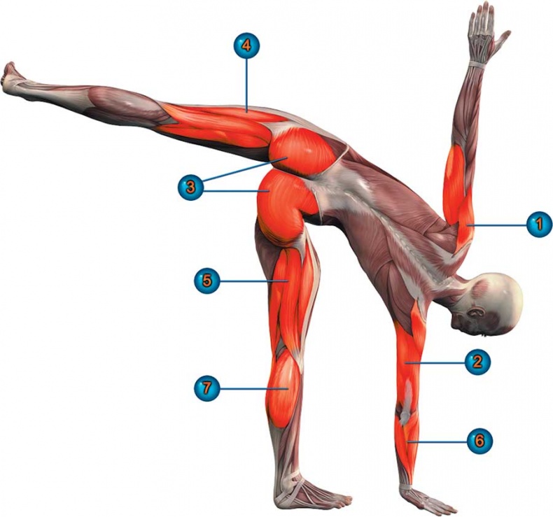 Йога-анатомия. Как работают асаны для здоровья и стройности тела Йога-анатомия. Как работают асаны для здоровья и стройности тела
