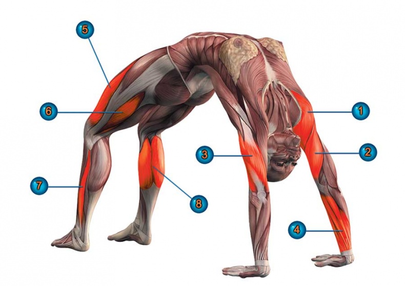 Йога-анатомия. Как работают асаны для здоровья и стройности тела Йога-анатомия. Как работают асаны для здоровья и стройности тела