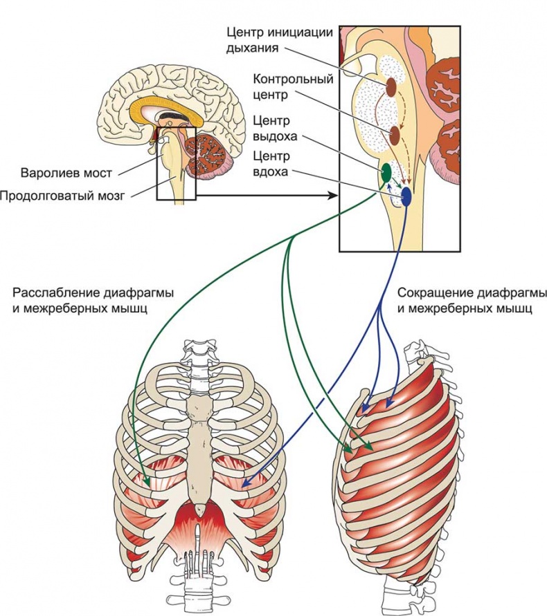 Йога-анатомия. Как работают асаны для здоровья и стройности тела Йога-анатомия. Как работают асаны для здоровья и стройности тела