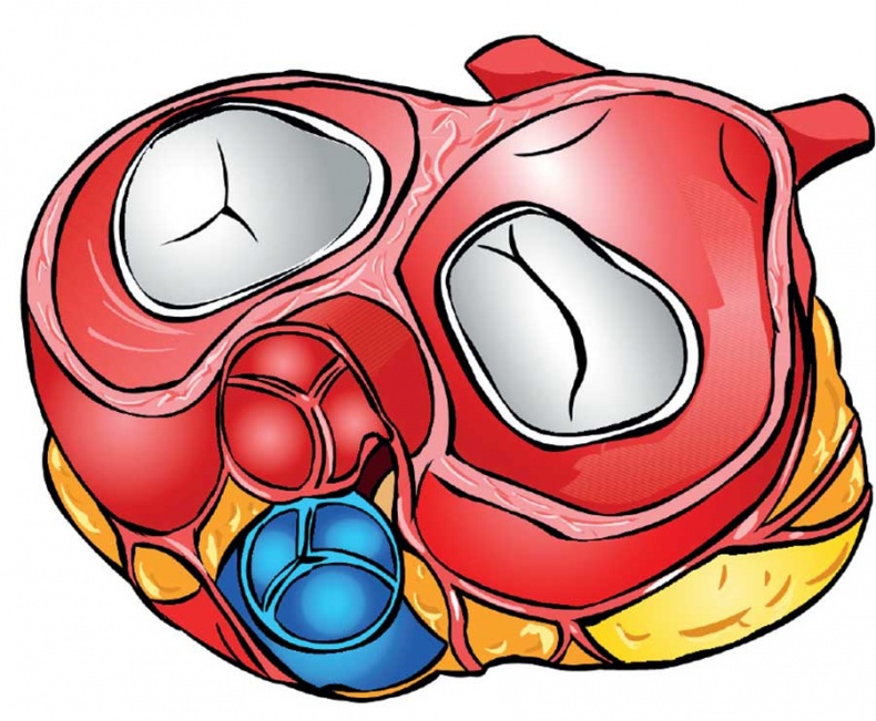 Йога-анатомия. Как работают асаны для здоровья и стройности тела Йога-анатомия. Как работают асаны для здоровья и стройности тела
