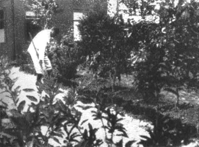 Сталин Сталин