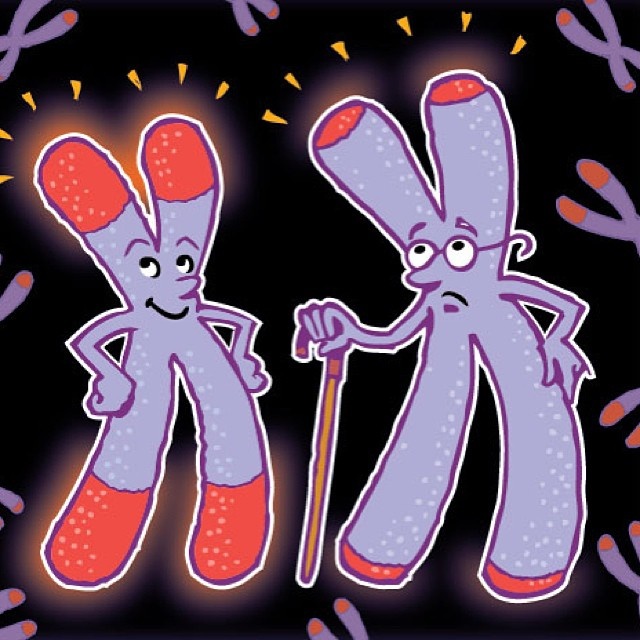 Теломераза. Как сохранить молодость, укрепить здоровье и увеличить продолжительность жизни