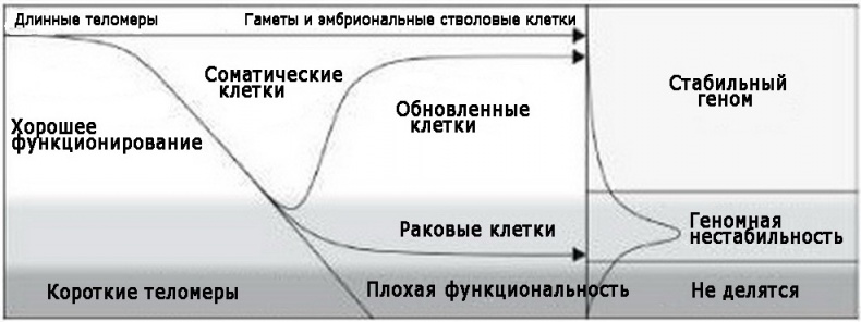 Теломераза. Как сохранить молодость, укрепить здоровье и увеличить продолжительность жизни