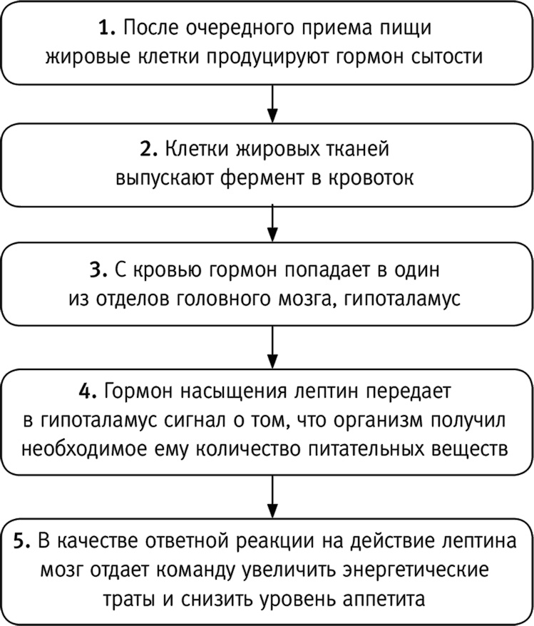 Вальс гормонов: вес, сон, секс, красота и здоровье как по нотам Вальс гормонов: вес, сон, секс, красота и здоровье как по нотам