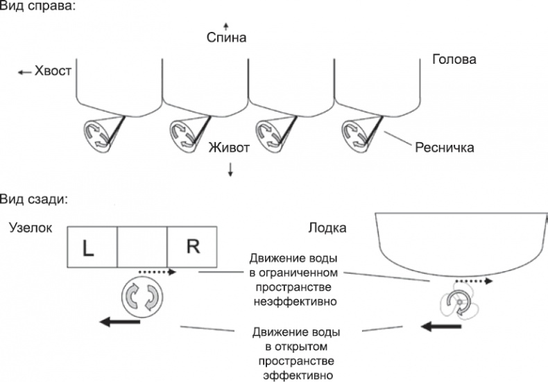 Онтогенез. От клетки до человека