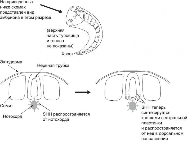Онтогенез. От клетки до человека