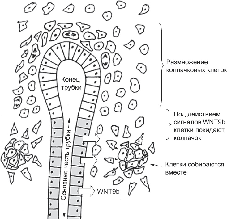 Онтогенез. От клетки до человека