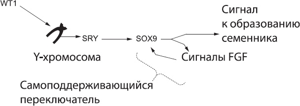 Онтогенез. От клетки до человека