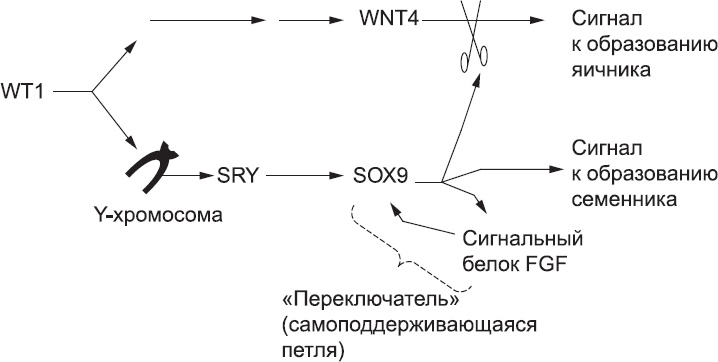 Онтогенез. От клетки до человека