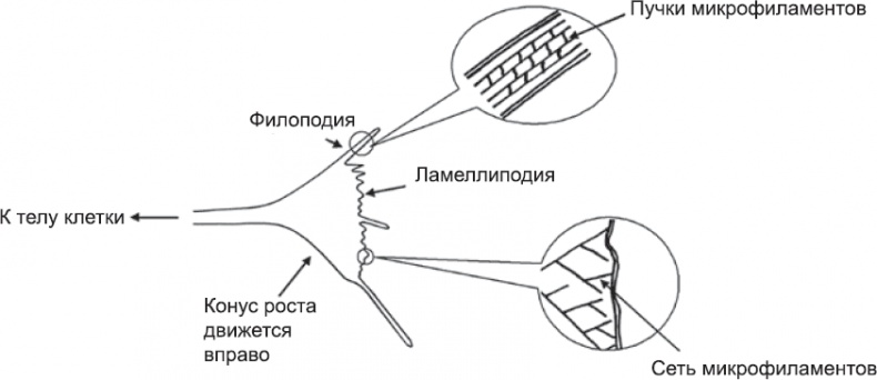 Онтогенез. От клетки до человека
